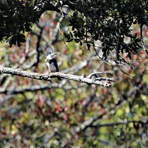 Belted Kingfisher