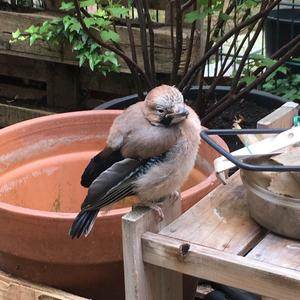 Eurasian Jay