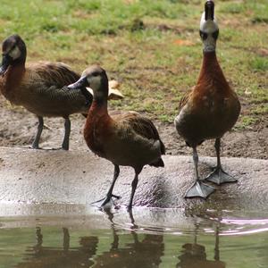 White-faced Whistling-duck