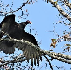 Turkey Vulture