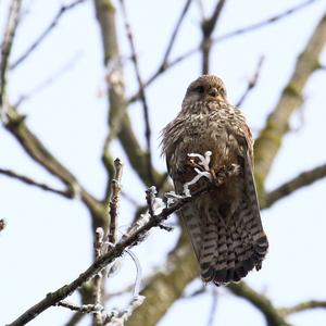 Common Kestrel