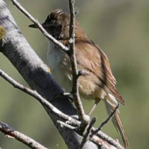 Eurasian Reed-warbler