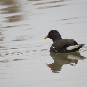 Common Moorhen