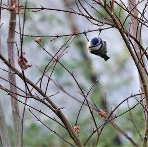 Blue Tit