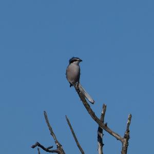 Great Grey Shrike