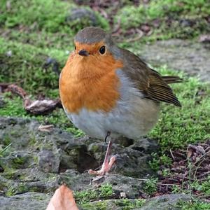 European Robin