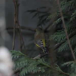 European Greenfinch