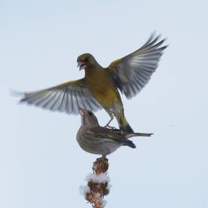 European Greenfinch