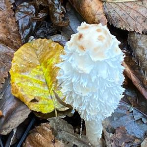 Shaggy Mane