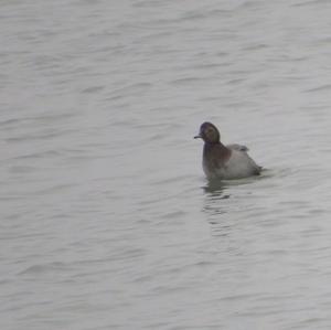 Common Pochard