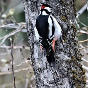 Great Spotted Woodpecker