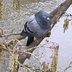 Common Wood-pigeon