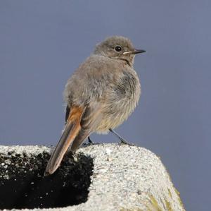 Black Redstart