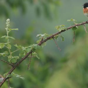 European stonechat