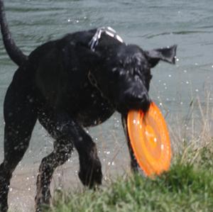 Giant Schnauzer