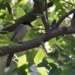 Azure-winged Magpie