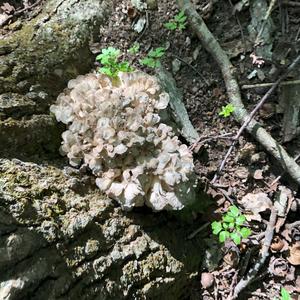 Hen-of-the-Woods