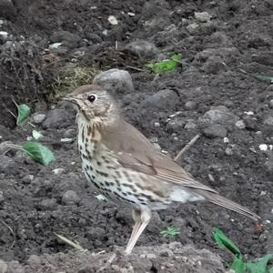 Song Thrush