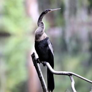 Anhinga