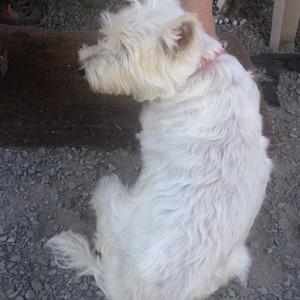 West Highland White Terrier