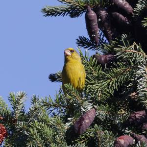 European Greenfinch