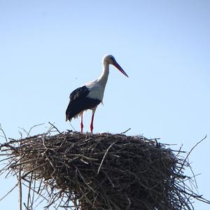 White Stork