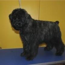 Bouvier des Flandres