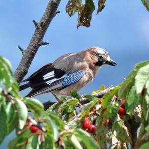 Eurasian Jay