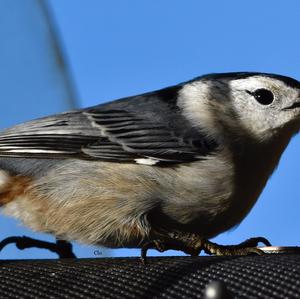 White-breasted Nuthatch