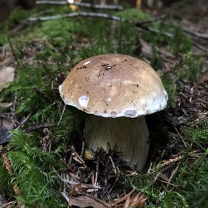 King Bolete