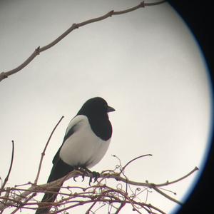 Black-billed Magpie