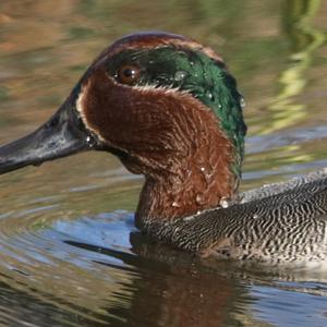 Common Teal