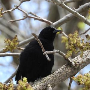 Red-winged Blackbird