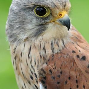 Common Kestrel