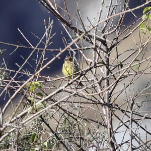 Yellowhammer