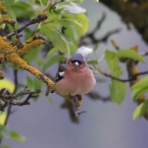 Eurasian Chaffinch