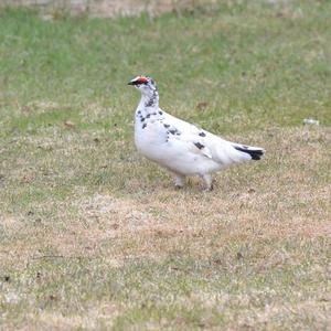 Alpenschneehuhn