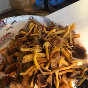 Chanterelle, Common