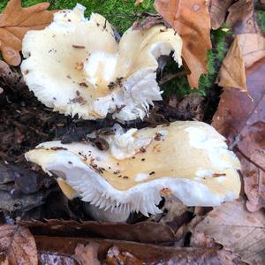 Yellow-ochre Russula