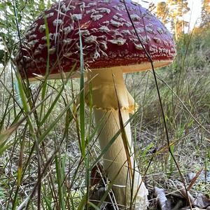 Fly Agaric