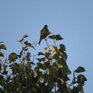 European Greenfinch