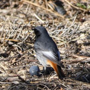 Black Redstart