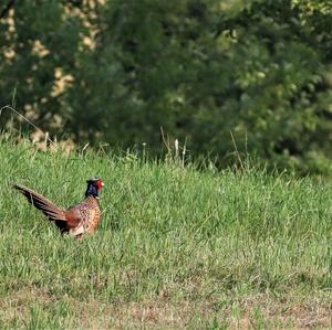 Common Pheasant