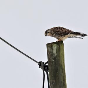 Common Kestrel