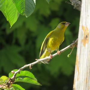 European Greenfinch