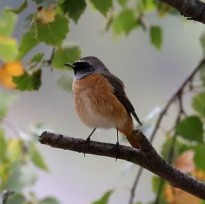 Common Redstart