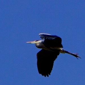 Grey Heron