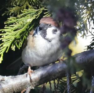 Eurasian Tree Sparrow