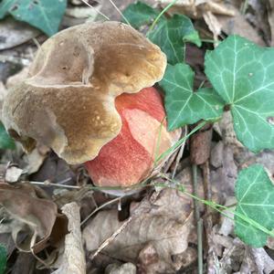 Dotted-stem Bolete