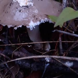 Stout-stalked Amanita